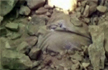 Man Falls Into Pit, Road Constructed Over Him